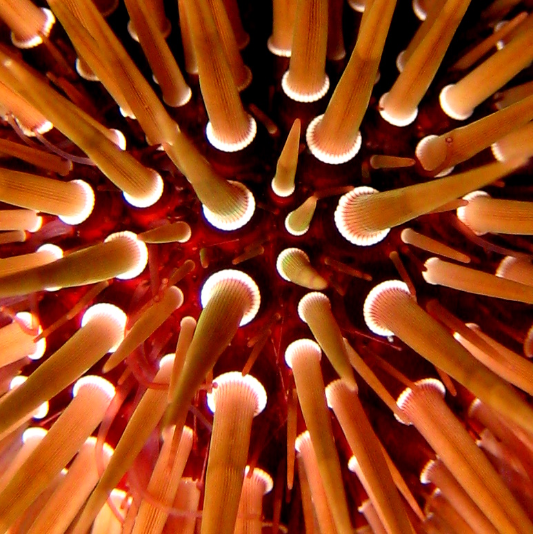 Морской ёж. Морской ёж.