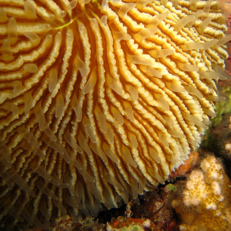 Грибовидный коралл. Грибовидный коралл.