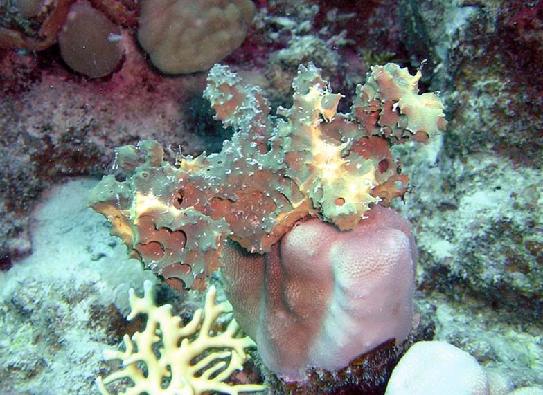 А в море тоже есть кактусы?!?! А в море тоже есть кактусы?!?!