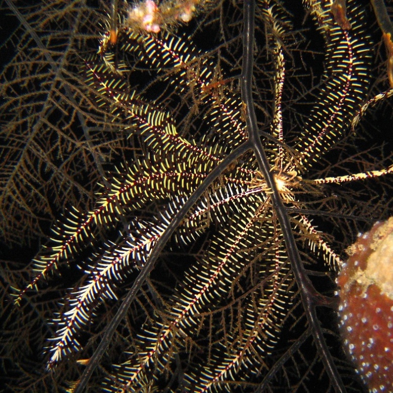 Caves, Десятилучевая лилия. Caves, Десятилучевая лилия.