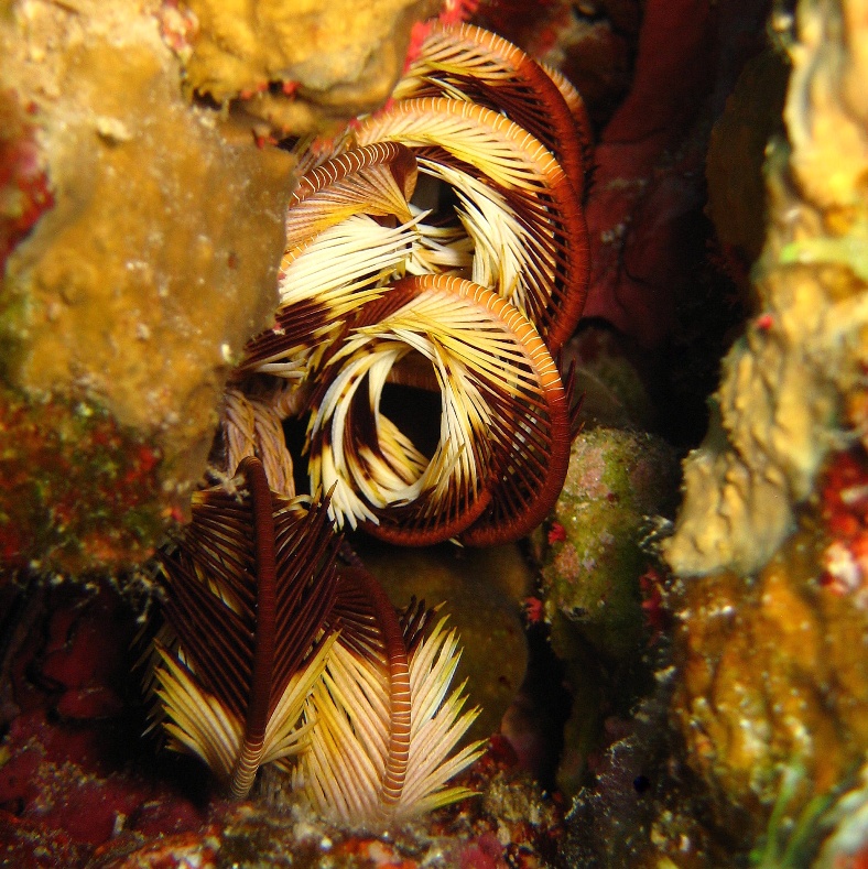 Морская лилия в дневном укрытии. Морская лилия в дневном укрытии.
