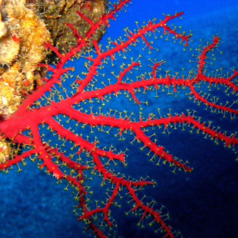 Коралловая мозаика. Коралловая мозаика.