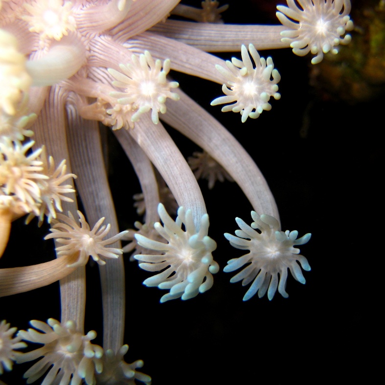 Коралловая мозаика. Коралловая мозаика.