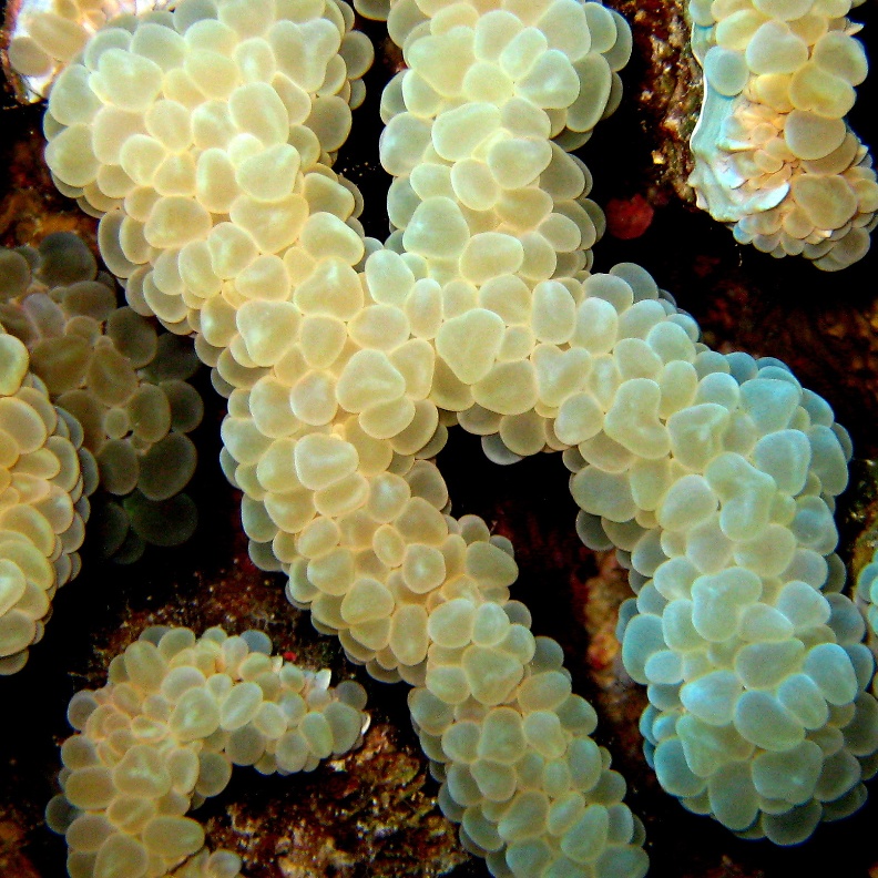 Коралловая мозаика. Коралловая мозаика.