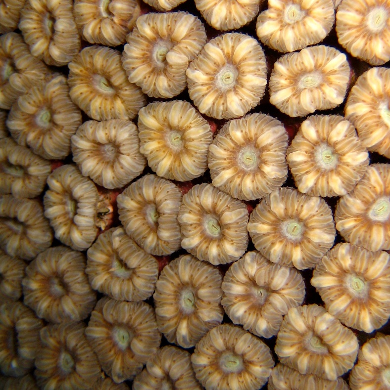 Коралловая мозаика. Коралловая мозаика.