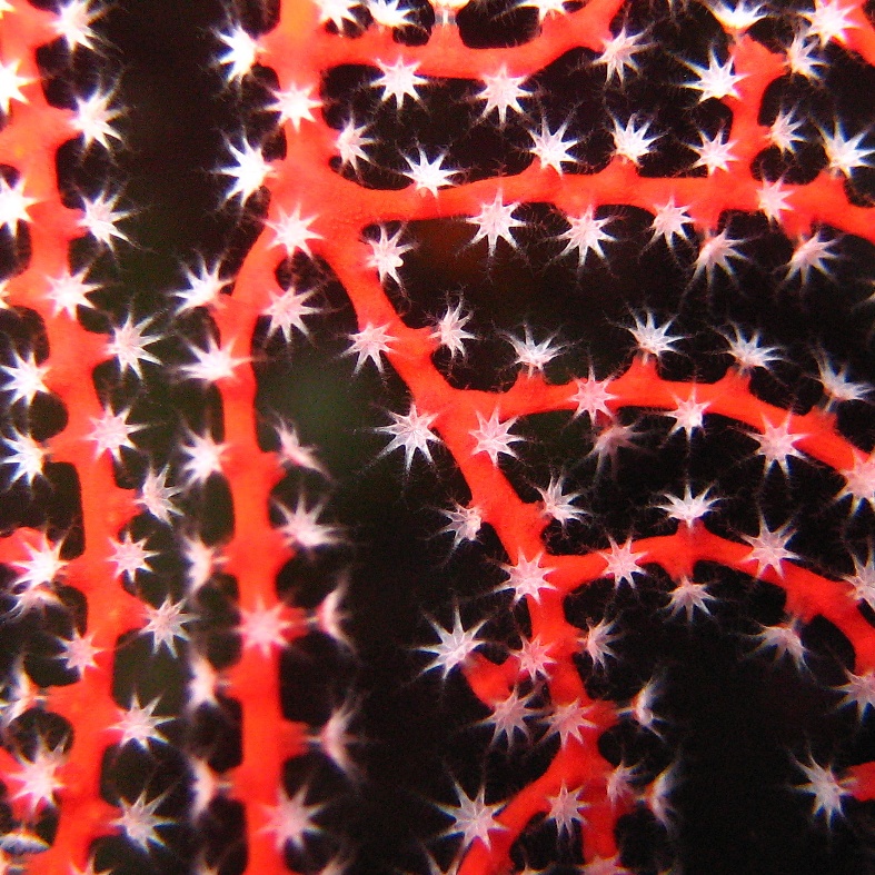 Коралловая мозаика. Коралловая мозаика.