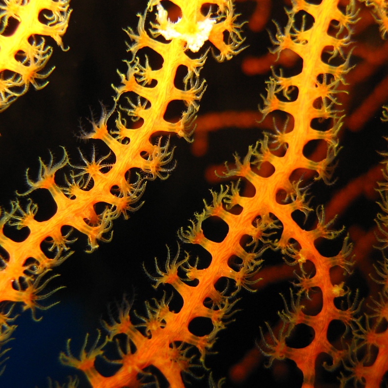 Коралловая мозаика. Коралловая мозаика.