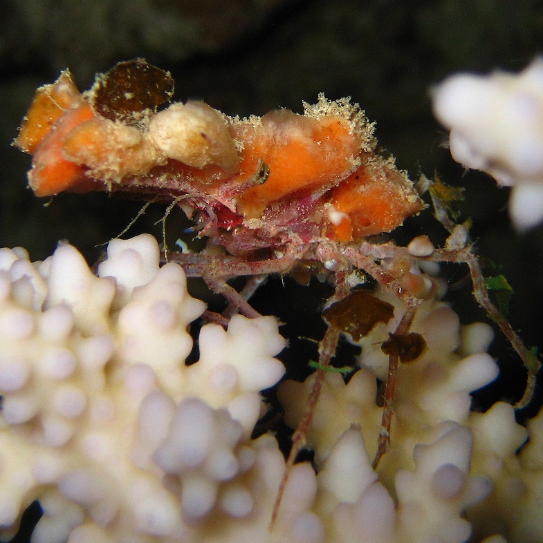 Краб-паук. Краб-паук.