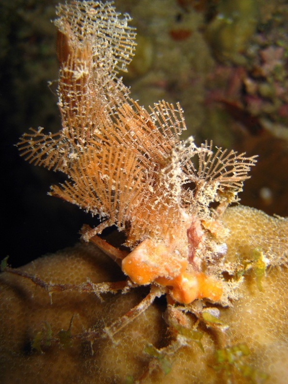 Краб-паук. Краб-паук.