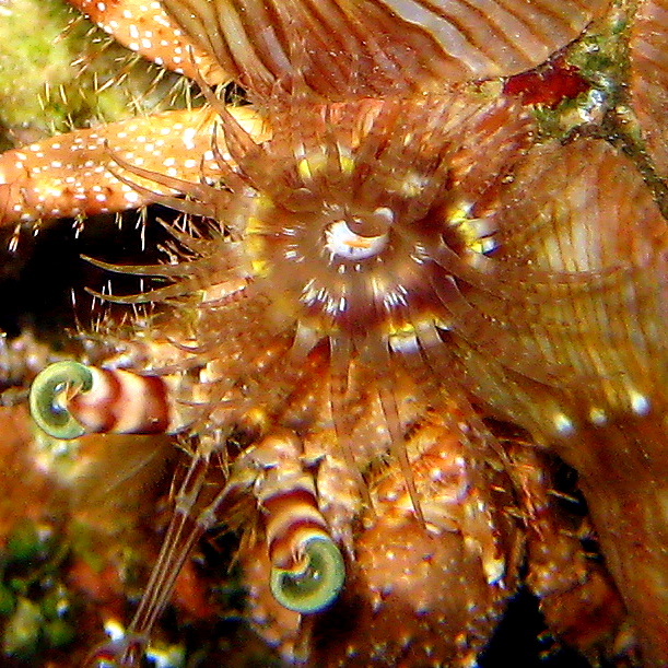 Актиния на раковине рака-отшельника. Актиния на раковине рака-отшельника.