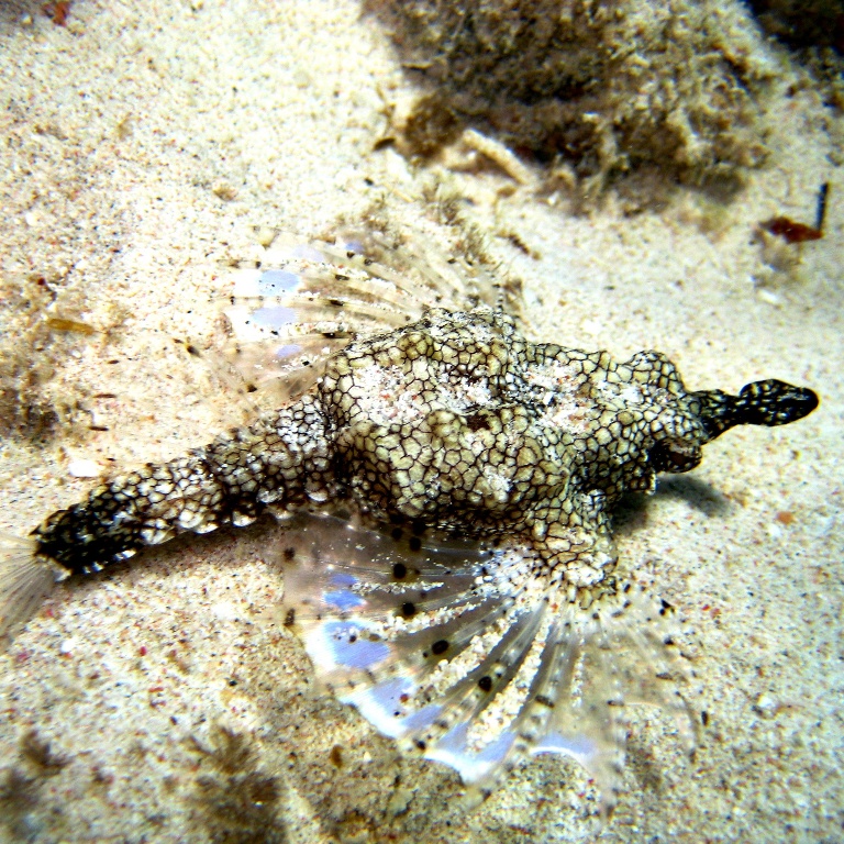 Пегас-дракон. Пегас-дракон.