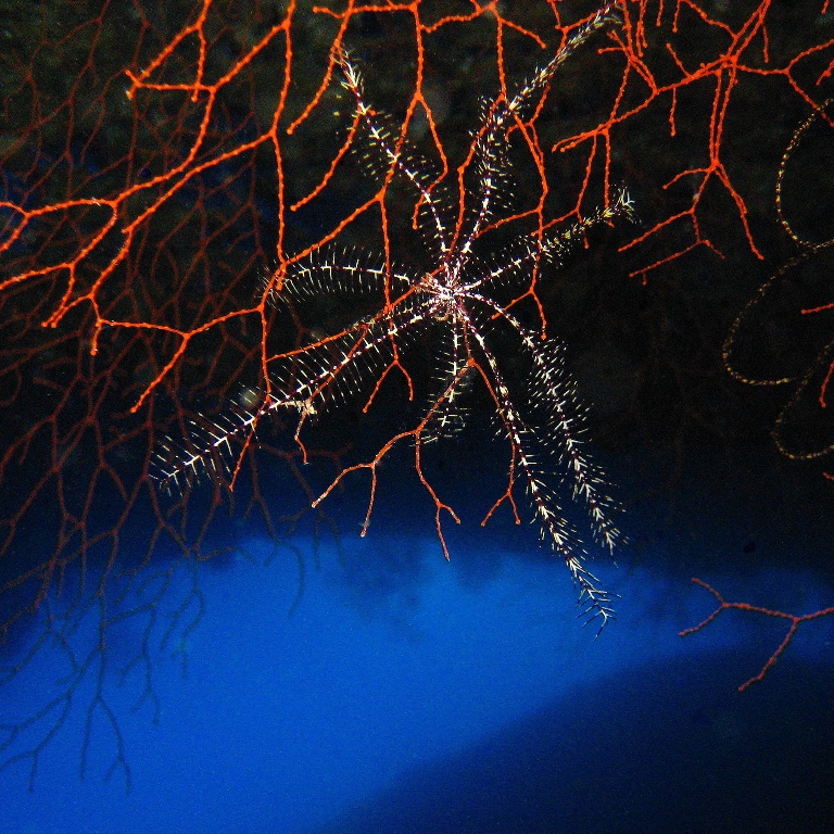 Морские лилии в Caves. Морские лилии в Caves.