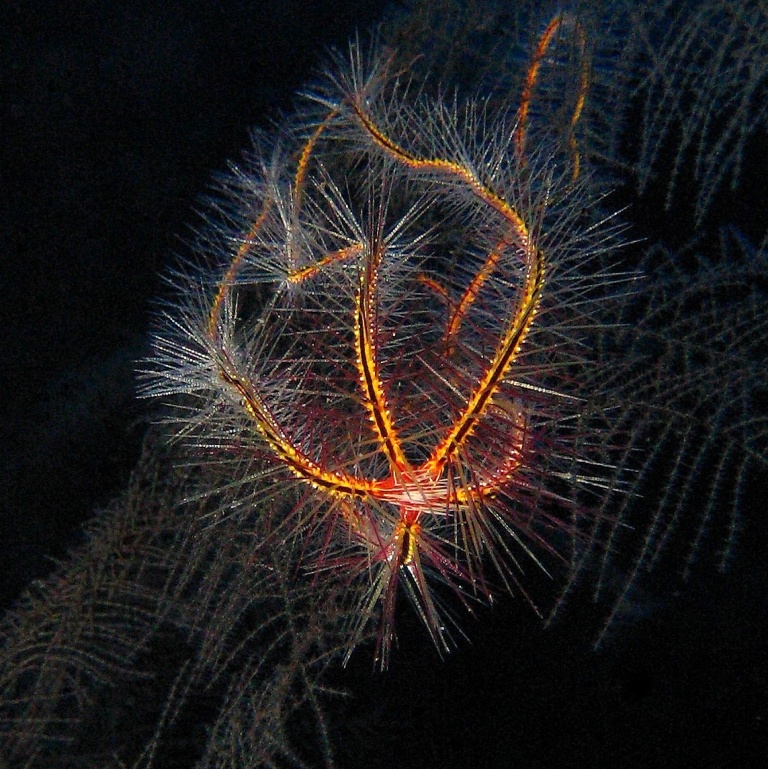 Caves, Офиура. Caves, Офиура.