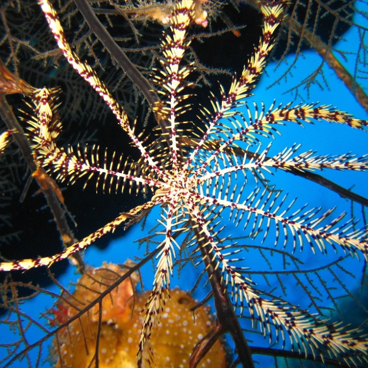 Caves, Десятилучевая лилия. Caves, Десятилучевая лилия.