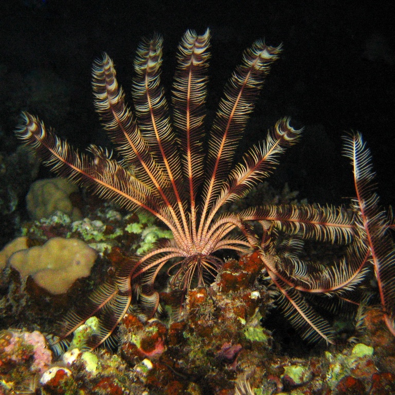 Морская лилия. Морская лилия.