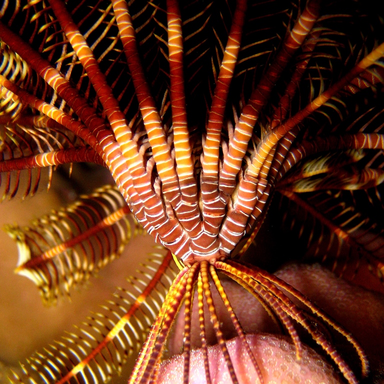 Морская лилия. Морская лилия.