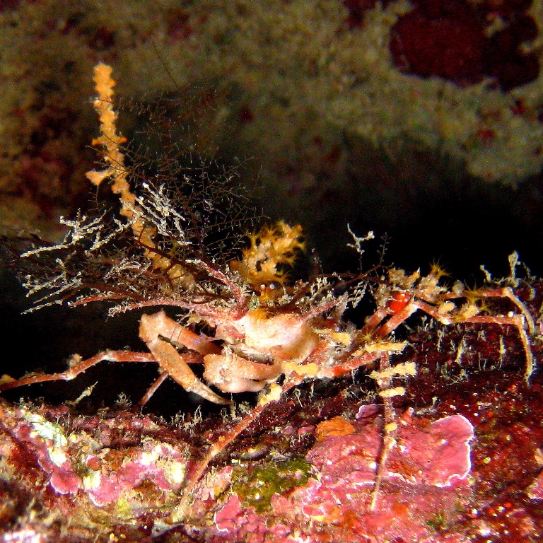 Краб-декоратор. Краб-декоратор.