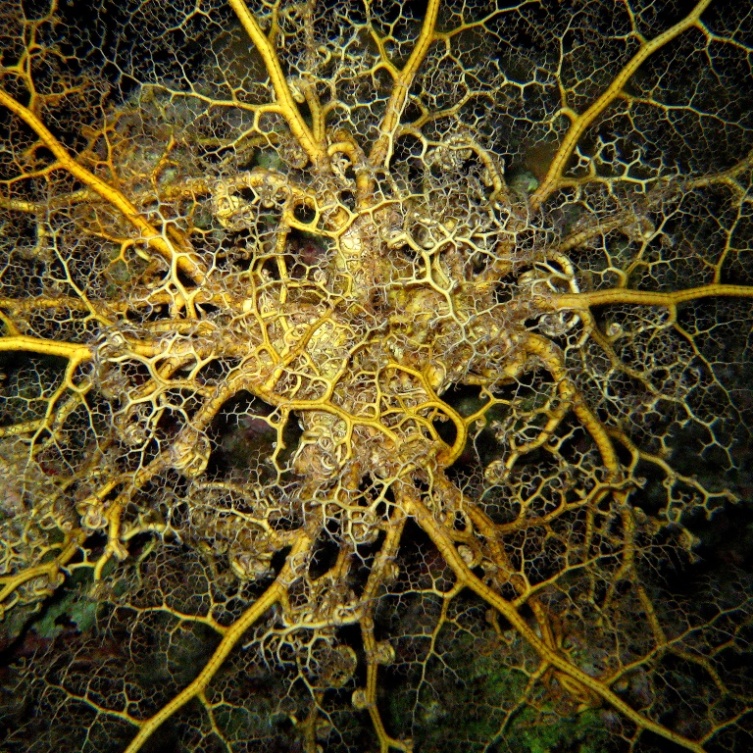 Офиура Горгоноцефал. Офиура Горгоноцефал.