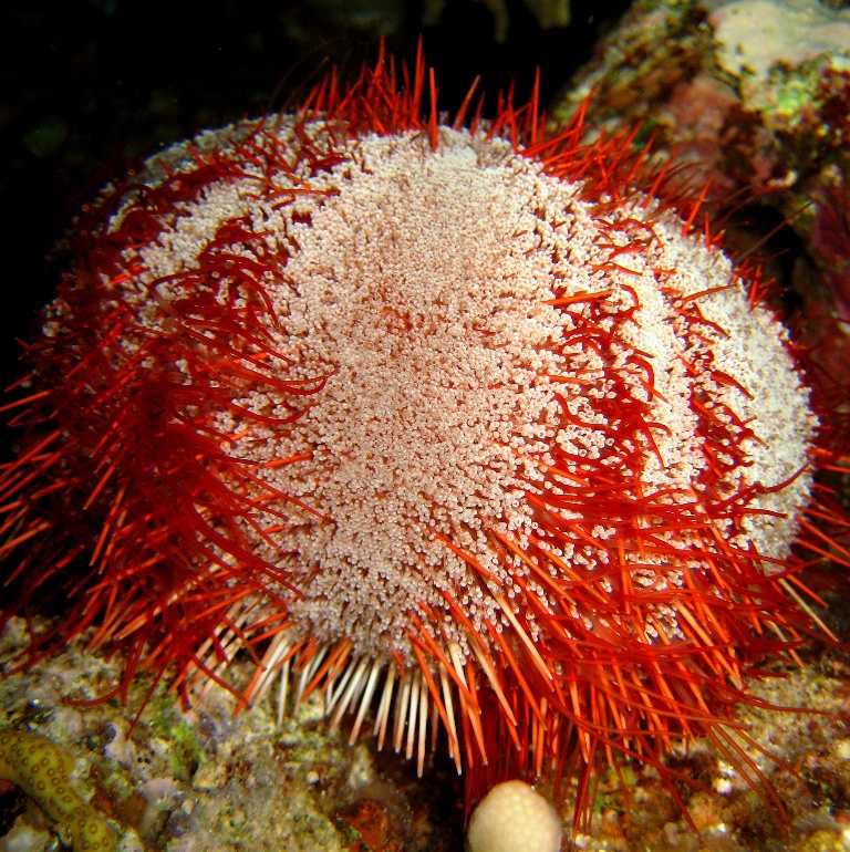 Морской ёж. Морской ёж.