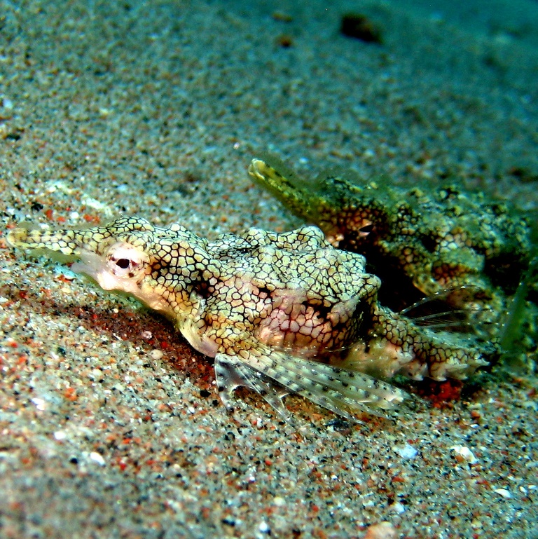 Пегас-драконы. Пегас-драконы.