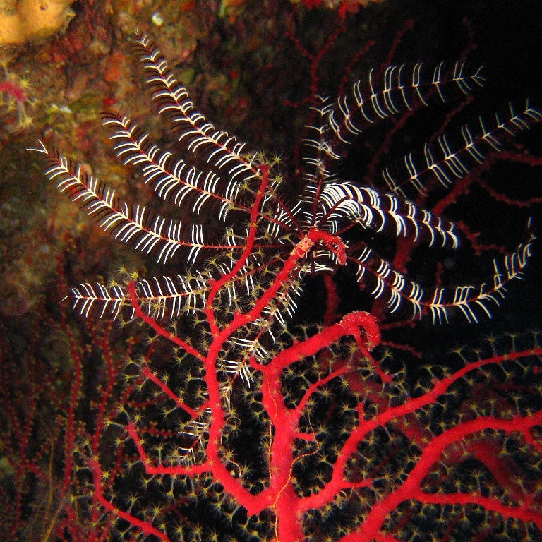 Ночь в сказочном лесу. Ночь в сказочном лесу.