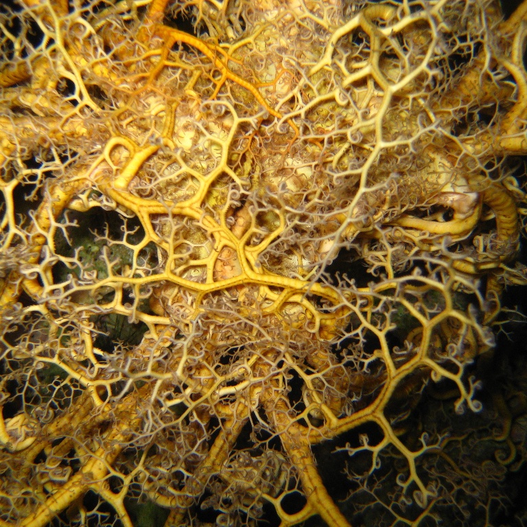 Офиура Горгоноцефал. Офиура Горгоноцефал.