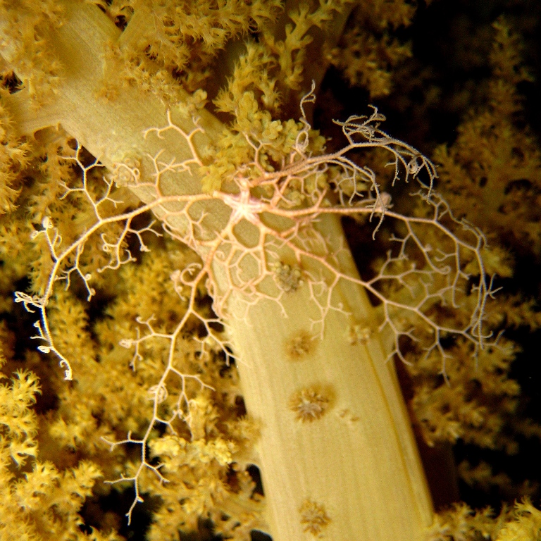 Молодая офиура Горгоноцефал. Молодая офиура Горгоноцефал.