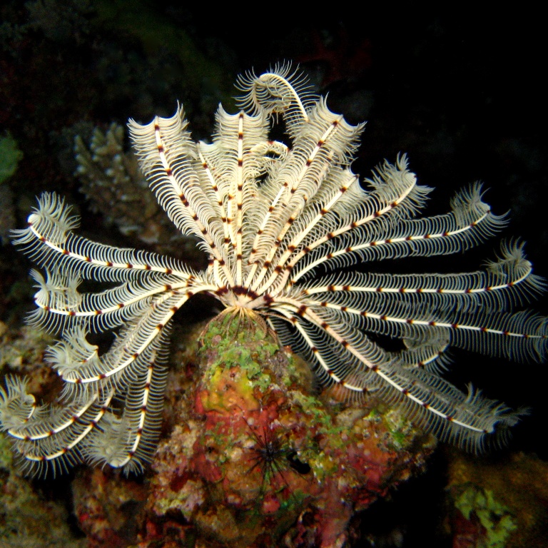 Морская лилия. Морская лилия.