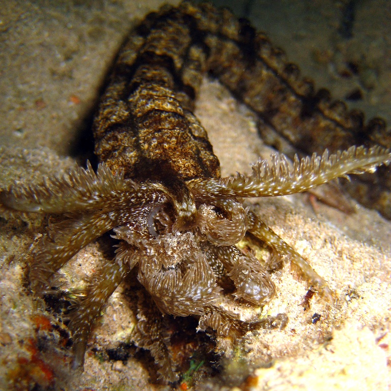 Голотурия. Голотурия.