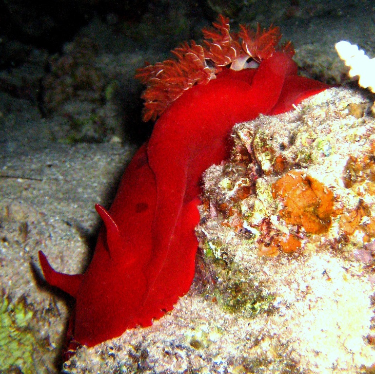 Испанский танцор. Испанский танцор.