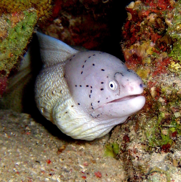 Перечная мурена. Перечная мурена.