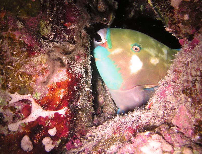 И здесь достанут! Я же спрятался.... И здесь достанут! Я же спрятался....