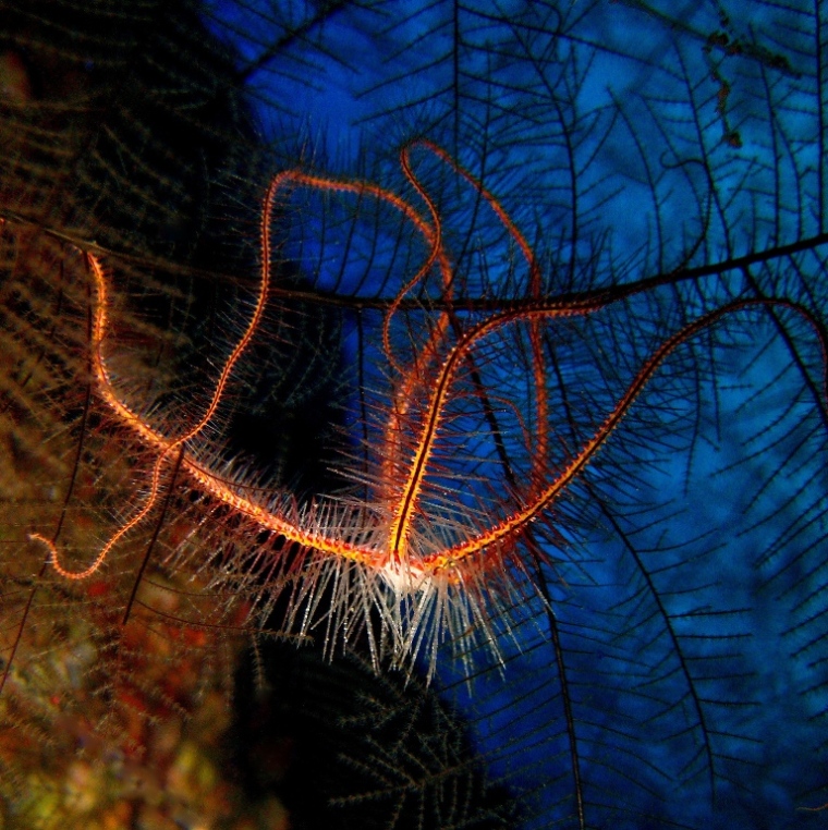 Caves, Офиура. Caves, Офиура.