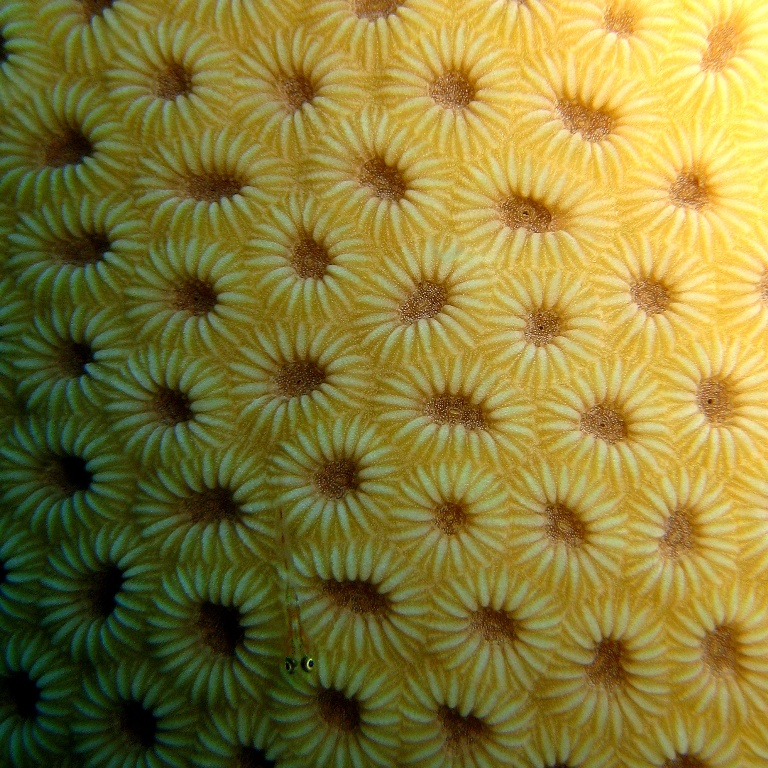 Твёрдый коралл. Твёрдый коралл.