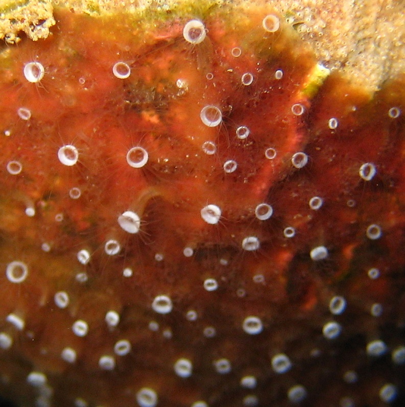 Фабрика медуз. Фабрика медуз.