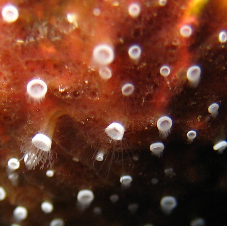 Фабрика медуз. Фабрика медуз.