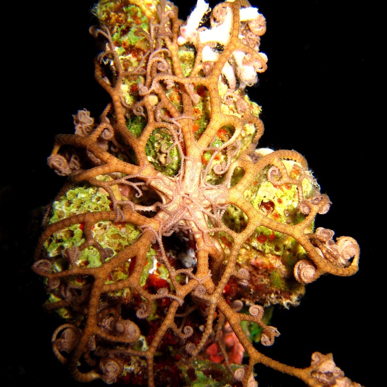 Молодая офиура Горгоноцефал. Молодая офиура Горгоноцефал.