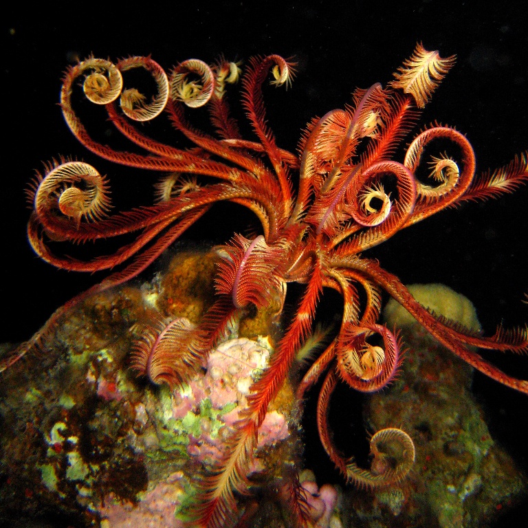 Морская лилия. Морская лилия.