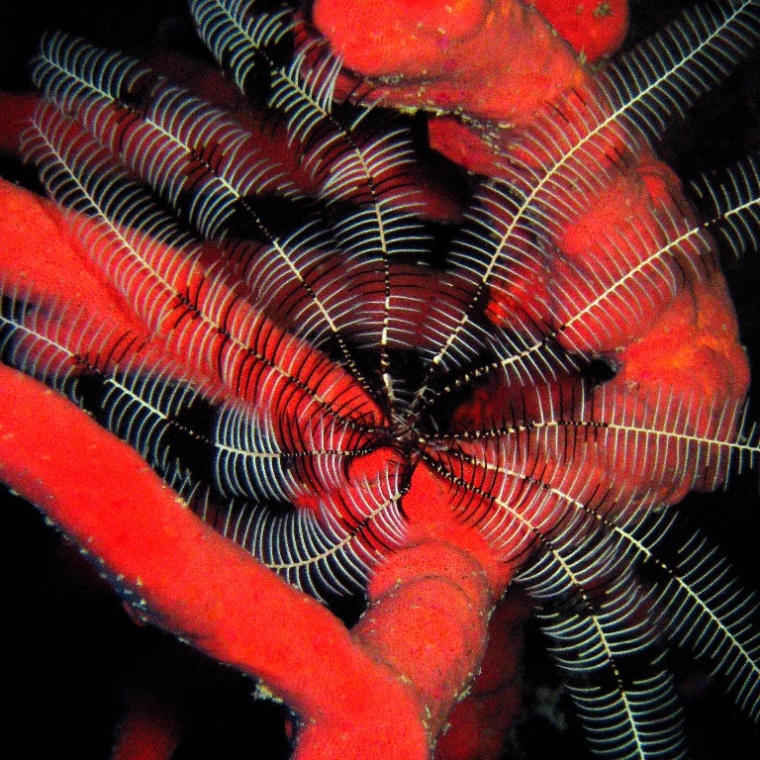 Десятилучевая морская лилия. Десятилучевая морская лилия.