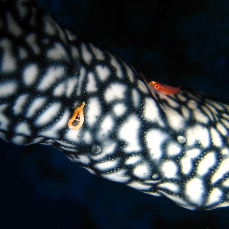 Колония асцидий. Колония асцидий.