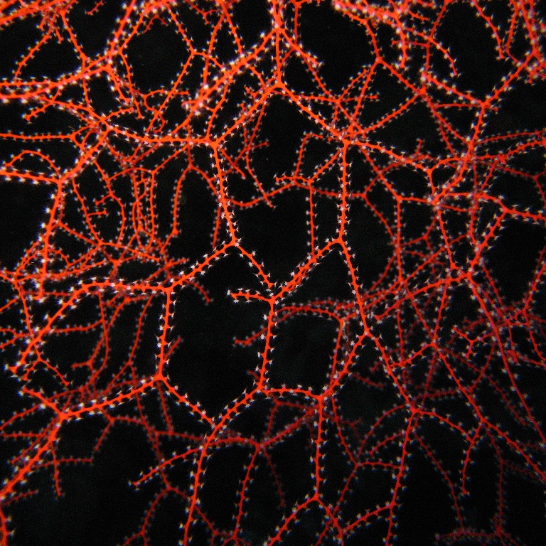 Горгонариевый мягкий коралл. Горгонариевый мягкий коралл.