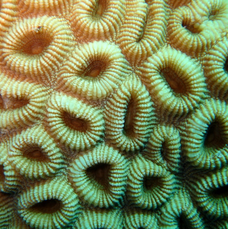 Твёрдый коралл. Твёрдый коралл.