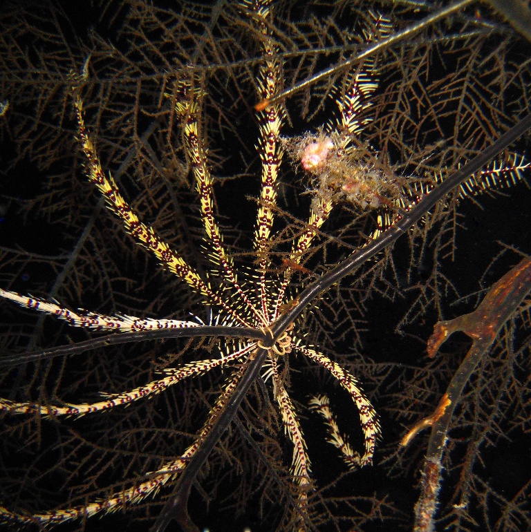 Десятилучевая морская лилия. Десятилучевая морская лилия.