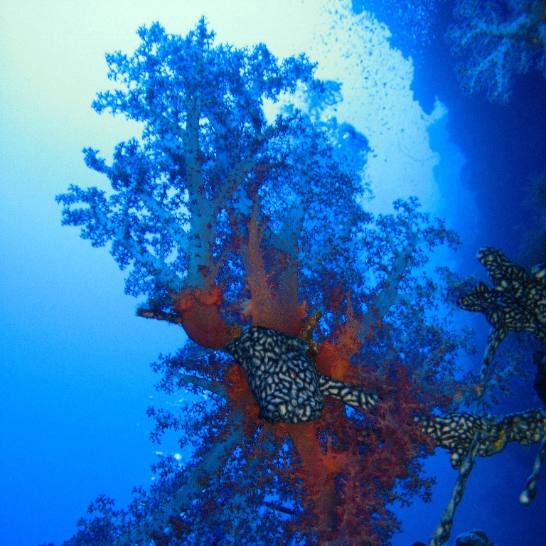 Альционария, древовидный мягкий коралл. Альционария, древовидный мягкий коралл.