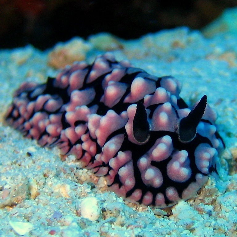 Голожаберник. Голожаберник.