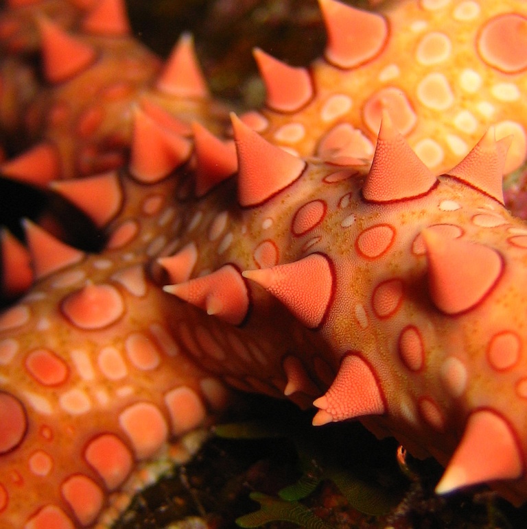 Морская звезда. Морская звезда.