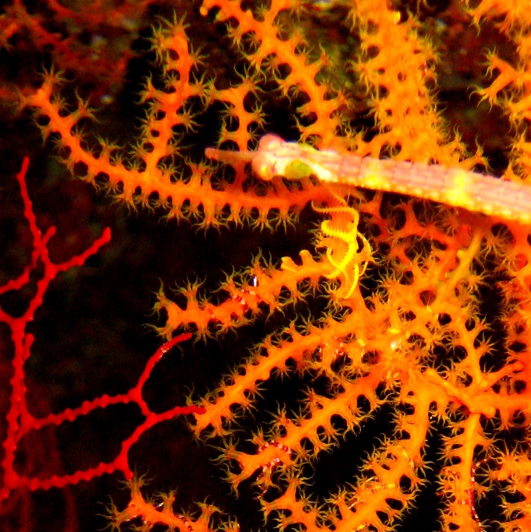 Горгонариевый мягкий коралл. Горгонариевый мягкий коралл.