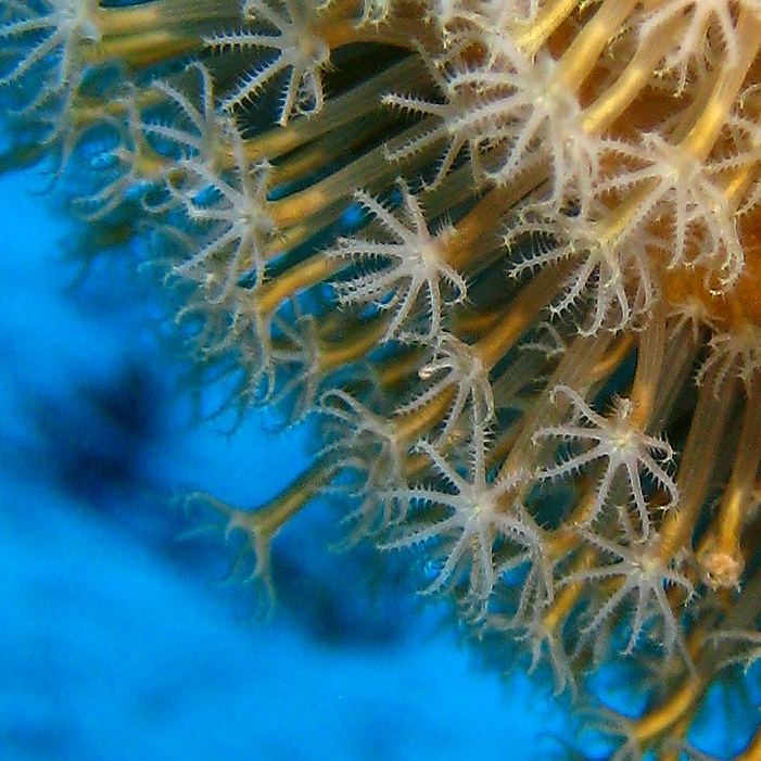 Кожистый коралл. Кожистый коралл.