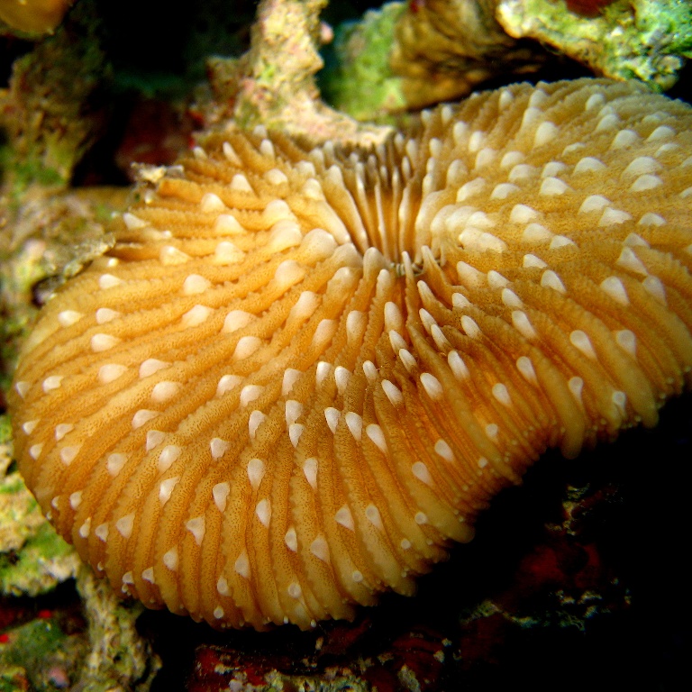 Грибовидный коралл. Грибовидный коралл.