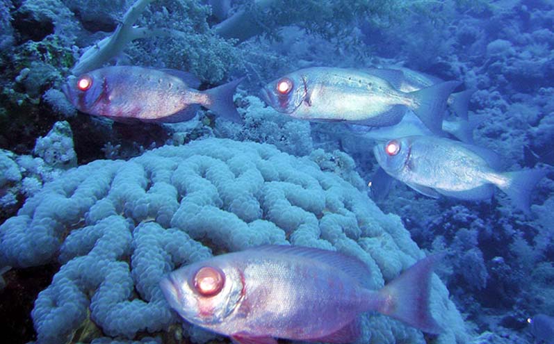 Раннее-раннее утро... Раннее-раннее утро...